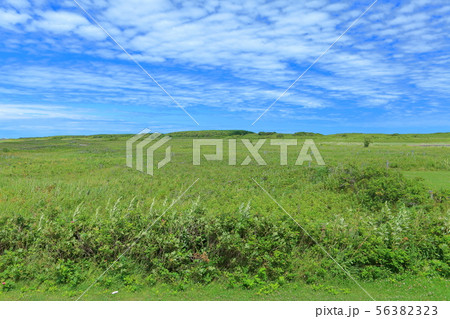 【北海道】夏のサロマ湖　ワッカ原生花園 56382323