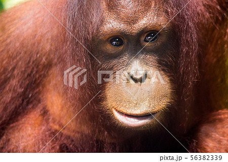 Portrait of young thoughtful orangutan with clever eyes in wet rainy day. Borneo. Portrait of young thoughtful orangutan with clever eyes in wet rainy day. Borneo. 56382339