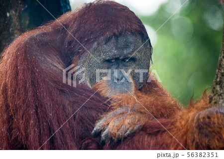 Portrait of male bored thoughtful sad orangutan in wet rainy day. Sadness and grief are in clever Portrait of male bored thoughtful sad orangutan in wet rainy day. Sadness and grief are in clever 56382351