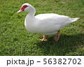 白鳥 56382702