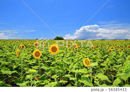 真夏の風景　ひまわり 56385433