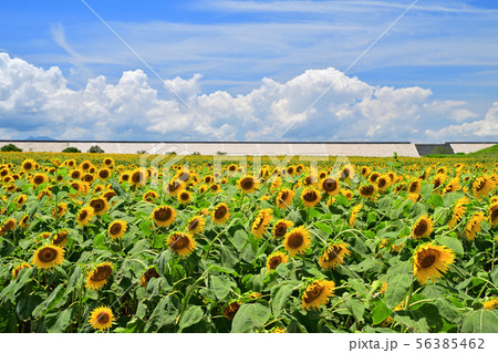真夏の風景　ひまわり 56385462