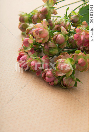 ピンクのミニバラ 56385641