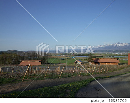 大雪山とぶどう畑_富良野 56385706