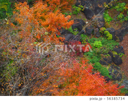 紅葉 56385734
