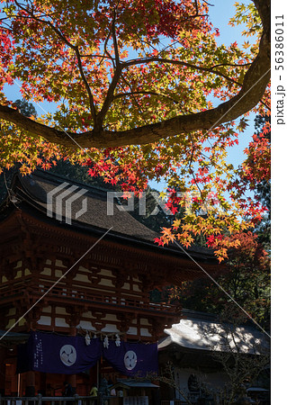 丹生都比売神社の紅葉 56386011