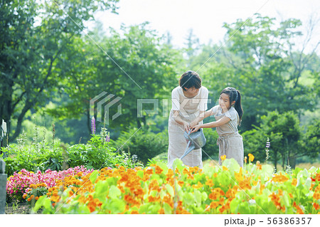 ガーデニングする親子 ガーデニングする親子 56386357