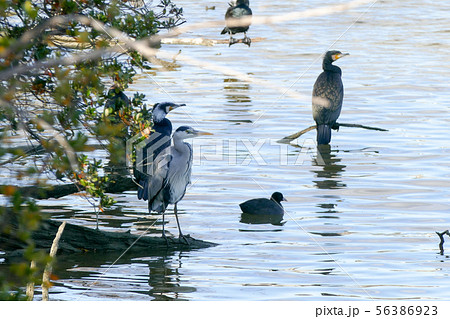 舟渡池公園の野鳥 56386923