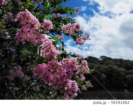 サルスベリの花 相生市横尾池公園のサルスベリ サルスベリの花 相生市横尾池公園のサルスベリ 56391062