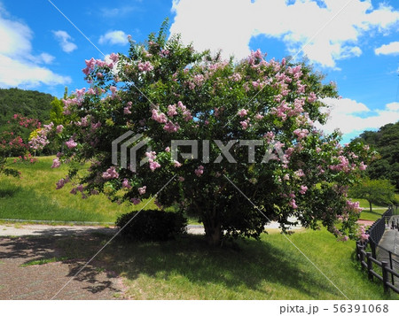 サルスベリの花 相生市横尾池公園のサルスベリ サルスベリの花 相生市横尾池公園のサルスベリ 56391068
