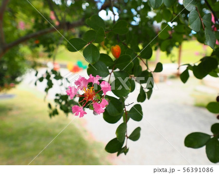 サルスベリの花　相生市横尾池公園のサルスベリ 56391086