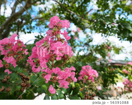 サルスベリの花 相生市横尾池公園のサルスベリ サルスベリの花 相生市横尾池公園のサルスベリ 56391088