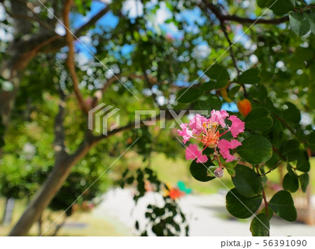 サルスベリの花　相生市横尾池公園のサルスベリ 56391090