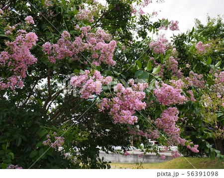 サルスベリの花　相生市横尾池公園のサルスベリ 56391098