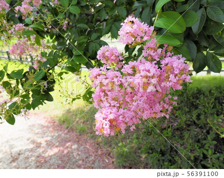 サルスベリの花 相生市横尾池公園のサルスベリ サルスベリの花 相生市横尾池公園のサルスベリ 56391100