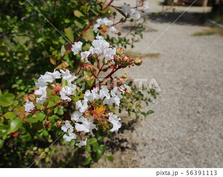 サルスベリの花 相生市横尾池公園のサルスベリ サルスベリの花 相生市横尾池公園のサルスベリ 56391113