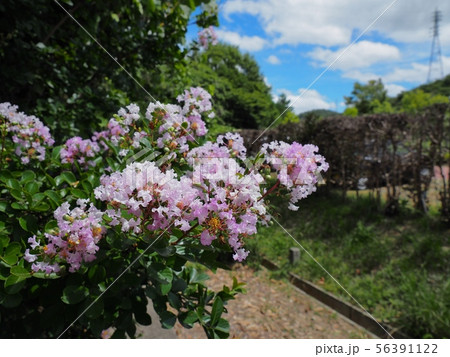 サルスベリの花　相生市横尾池公園のサルスベリ 56391122