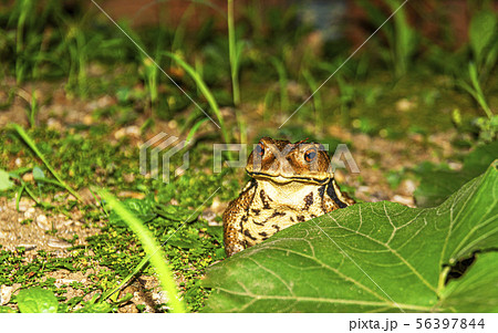 かわいいガマガエルの写真素材