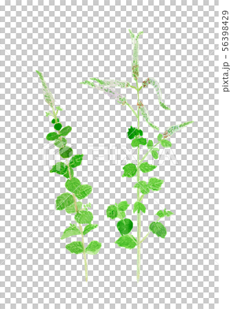 Mentha suaveolens アップルミント Mentha suaveolens アップルミント 56398429