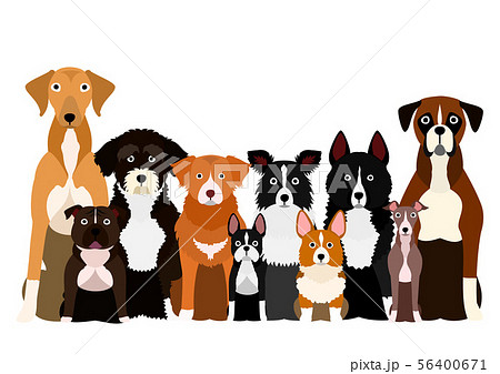 足先が白い犬のグループ 56400671