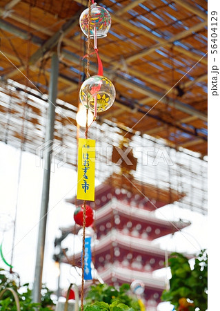 浅草ホオズキ市 浅草ホオズキ市 56404129