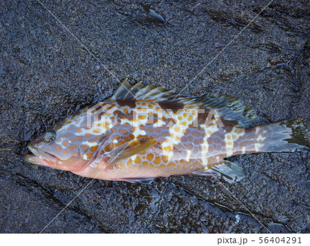 キジハタ 56404291