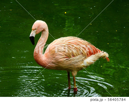 鳥 鳥類 家禽 56405784