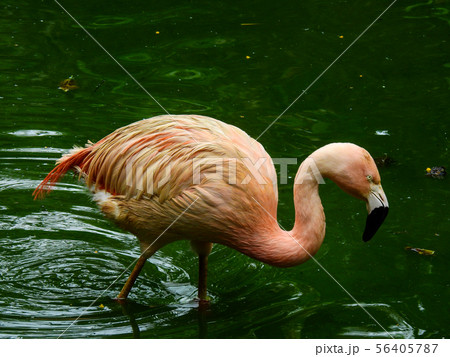 鳥 鳥類 家禽 56405787