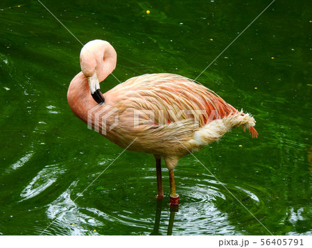 鳥 鳥類 家禽 56405791