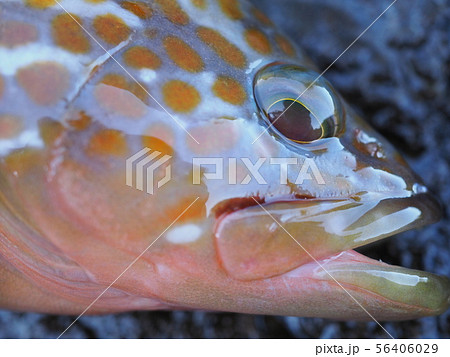 キジハタ 56406029