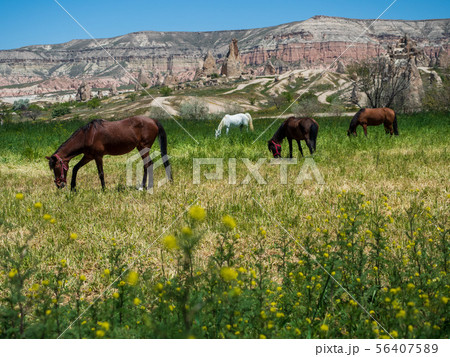 菜の花と放牧馬とローズバレーの風景_ギョレメ_カッパドキア_トルコ 56407589