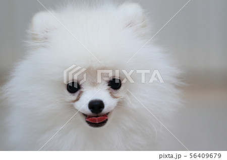 ポメラニアン 猿期 (犬 ドッグ イヌ 生物 動物 血統書 仔犬 子供 ホワイト 白 血統 洋犬) ポメラニアン 猿期 (犬 ドッグ イヌ 生物 動物 血統書 仔犬 子供 ホワイト 白 血統 洋犬) 56409679