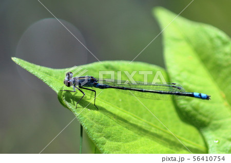 トンボ トンボ 56410754