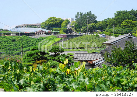 8月 甲州44勝沼ぶどうの丘とブドウ園 8月 甲州44勝沼ぶどうの丘とブドウ園 56413527