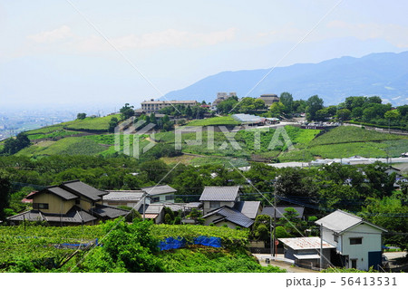8月 甲州42勝沼ぶどうの丘とブドウ園 8月 甲州42勝沼ぶどうの丘とブドウ園 56413531