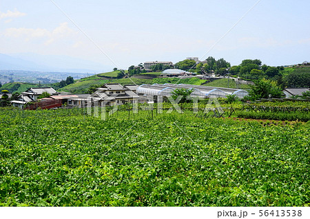 8月 甲州39勝沼ぶどうの丘とブドウ園 8月 甲州39勝沼ぶどうの丘とブドウ園 56413538