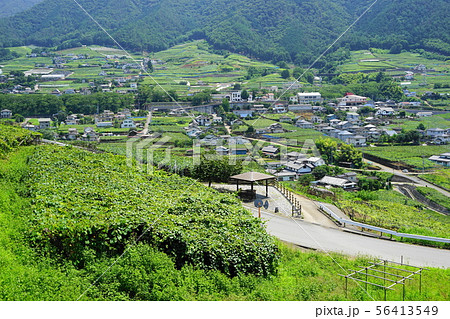 8月　甲州27勝沼ぶどう郷駅とﾌﾞﾄﾞｳ園 56413549