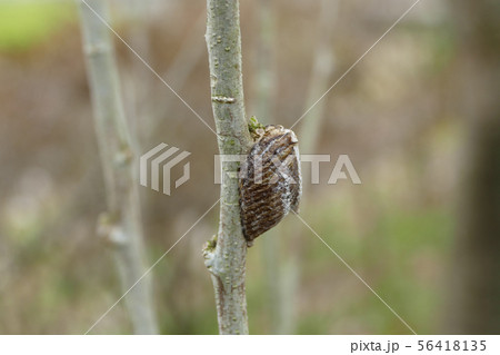 カマキリの卵 56418135