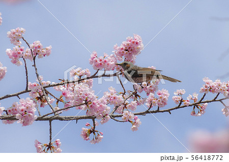 春の道明寺天満宮 56418772