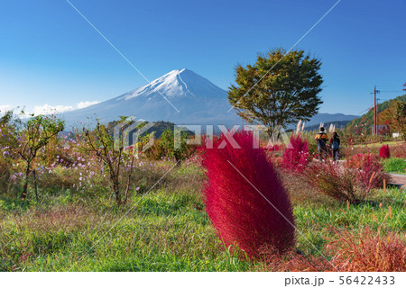 【コキア　富士山】 56422433