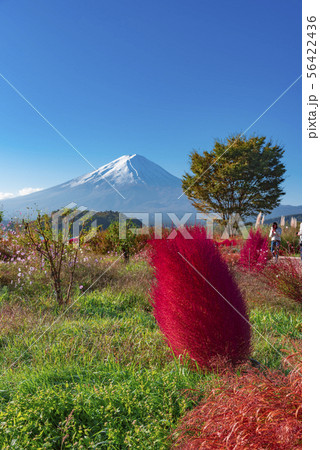 【コキア　富士山】 56422436