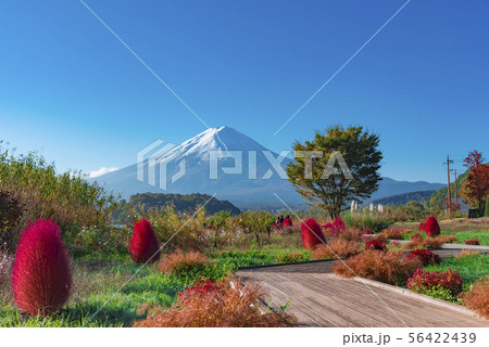 【コキア　富士山】 56422439