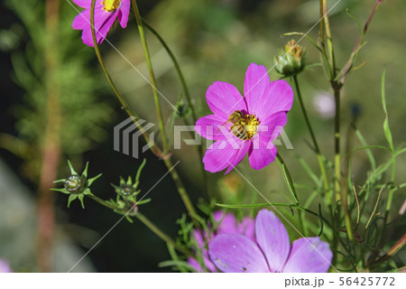 【コスモス畑　河口湖】 56425772