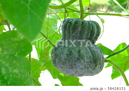 鹿ケ谷かぼちゃ 56426151