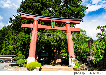 山梨県河口湖町 河口浅間神社 鳥居と杉並木の参道 56429127