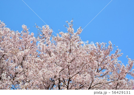 青空と満開のサクラ 青空と満開のサクラ 56429131