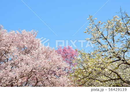 青空と満開のサクラ 青空と満開のサクラ 56429139
