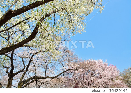青空と満開のサクラ 青空と満開のサクラ 56429142