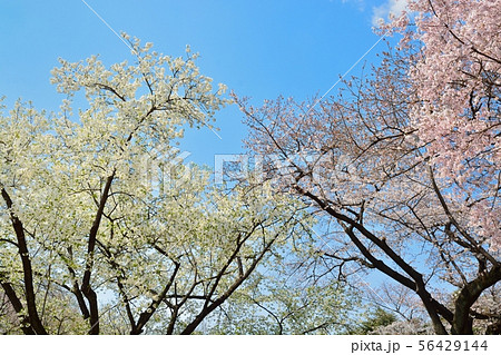 青空と満開のサクラ 青空と満開のサクラ 56429144