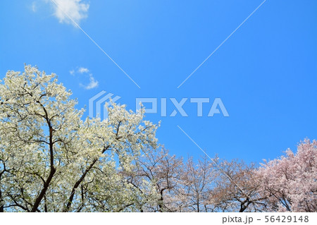 青空と満開のサクラ 青空と満開のサクラ 56429148